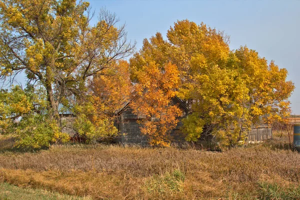 Осень Цвета Вместе Осенью Урожай Окружает Фермерское Здание Остроумие Деревьев — стоковое фото