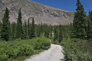 Rocky Dağları 'ndaki çam ağaçlarının arasında gevşek çakıl patikaları
