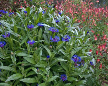 Dağ çayırında renkli mavi bir demet çiçek.