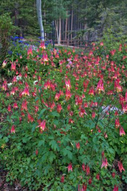 Kırmızı Hobbit Columbine çiçeği