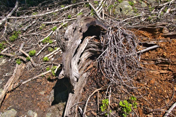 Vridna Knotiga Träd Stubbe Bergsäng — Stockfoto