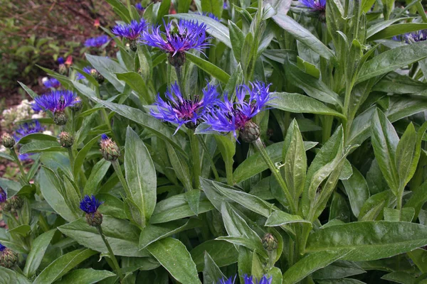 Dağ Çayırında Renkli Mavi Bir Demet Çiçek — Stok fotoğraf