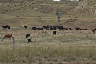 Ön planda su pompalayan bir yel değirmeni ile otlayan sığırlar.