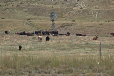 Ön planda su pompalayan bir yel değirmeni ile otlayan sığırlar.