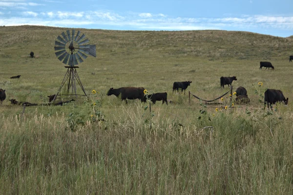 Ön planda su pompalayan bir yel değirmeni ile otlayan sığırlar.