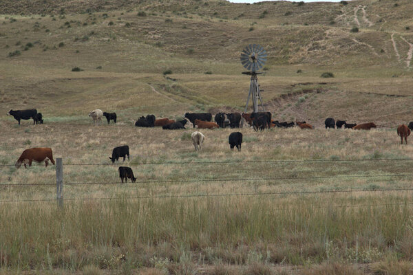 Выпас скота на пастбище с ветряной мельницей, качающей воду на переднем плане