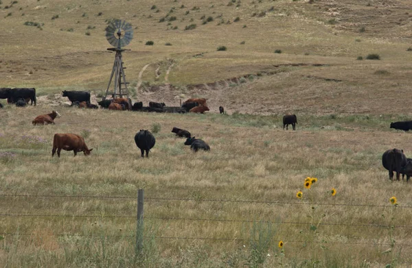 Planda Pompalayan Bir Yel Değirmeni Ile Otlayan Sığırlar — Stok fotoğraf