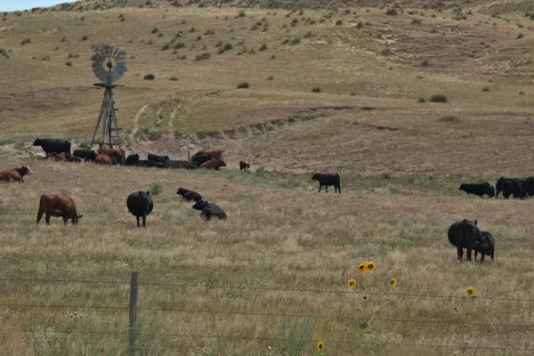Planda Pompalayan Bir Yel Değirmeni Ile Otlayan Sığırlar — Stok fotoğraf