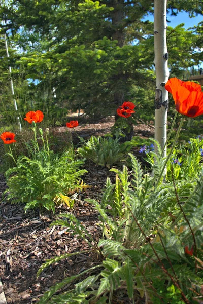 Papaver Orientale Wisley Una Amapola Intensamente Naranja Forma Taza Con — Foto de Stock