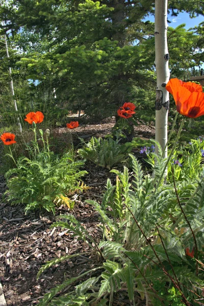 Papaver Orientale Wisley Intensely Orange Cup Shaped Poppy Neat Petals — Stock Photo, Image