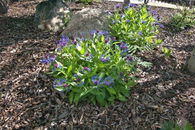 Uzak Colorado 'daki bir manzarada kır çiçekleri.