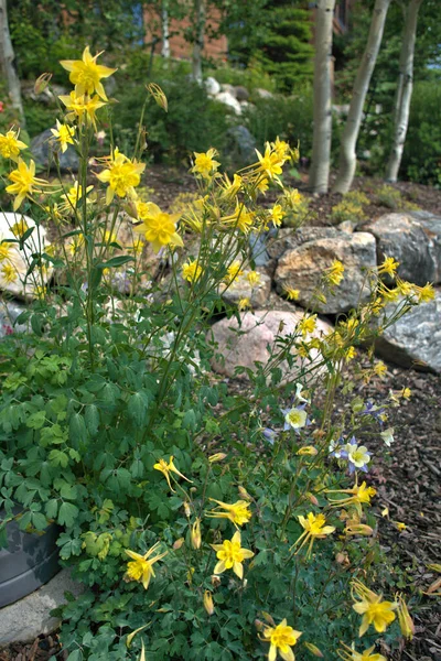 Golden Spur Columbine Yellow Blooms Months Beginning Late Spring Profusion — Stock Photo, Image