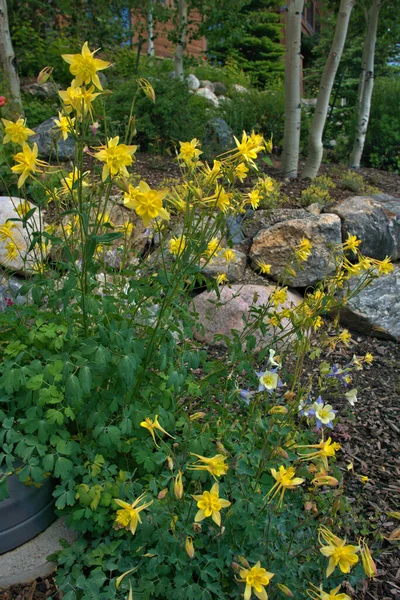 Golden Spur Columbine Yellow Blooms Months Beginning Late Spring Profusion — Stock Photo, Image