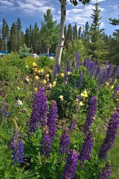 Purple Wildflowers Landscape Setting Remote Colorado — Stock Photo, Image