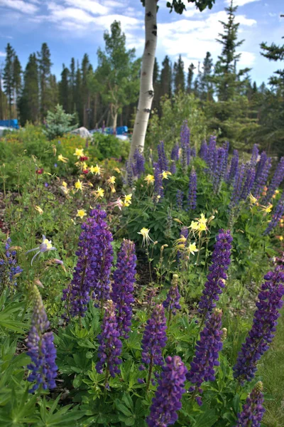 Purple Wildflowers in a landscape setting in remote Colorado