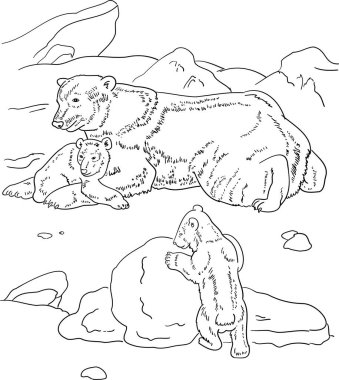 Çocuk renklendirme kutup ayıları ve yavruları