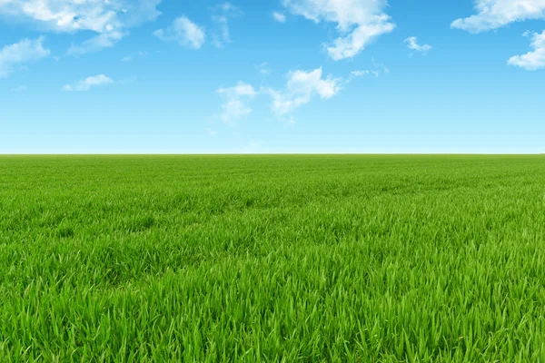 Lucht en gras achtergrond — Stockfoto