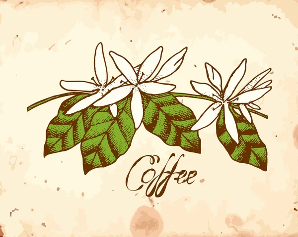 Flores de café — Vector de stock