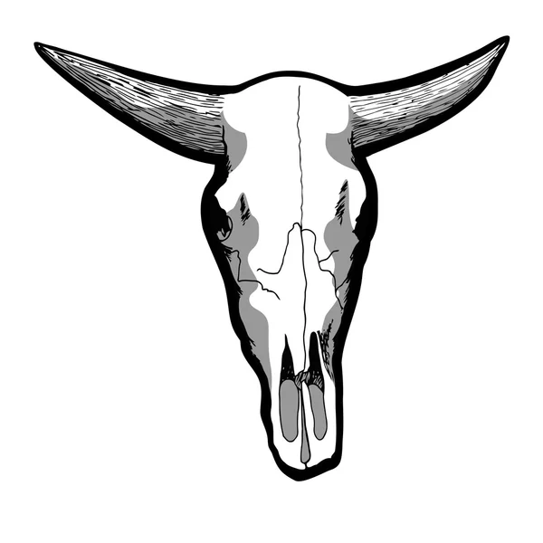 Cráneo de vaca — Vector de stock