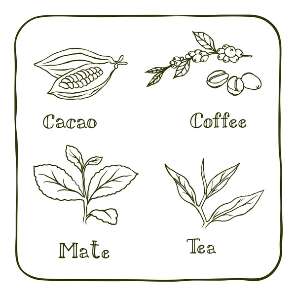 Vários herbals - café, companheiro, cacau e chá —  Vetores de Stock