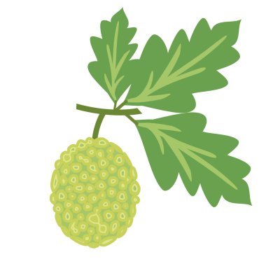Breadfruit vector illustration clipart