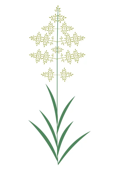 Planta aislada de agrostis — Archivo Imágenes Vectoriales