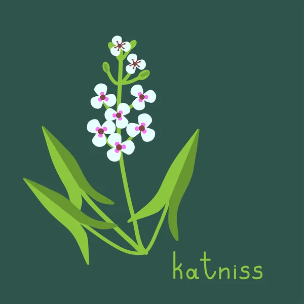 Katniss Pflanzenillustration — Stockvektor