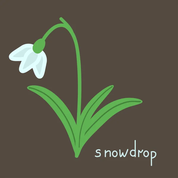 Snowdrop växt illustration — Stock vektor