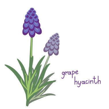 Muscari bitki iilustration