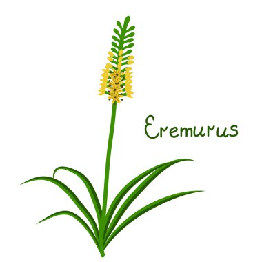 Eremurus bitki iilustration