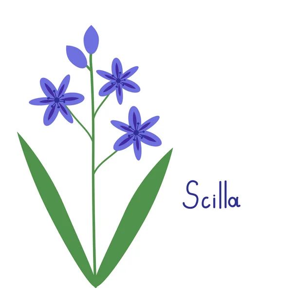 Scilla plant illustration — Stock Vector