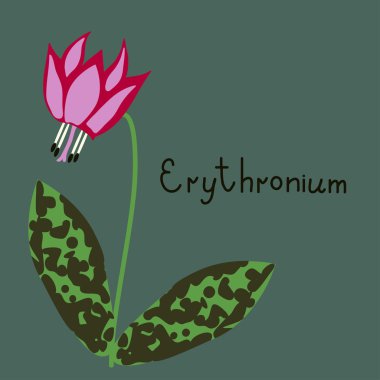 Erythronium plant illustration clipart
