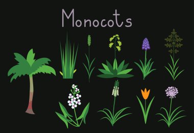 Monocots Exaples