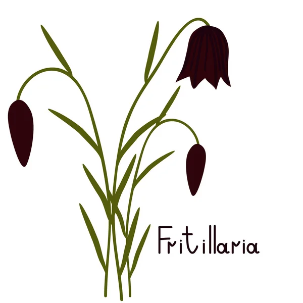 Fritillaria plant illustration — Stock Vector