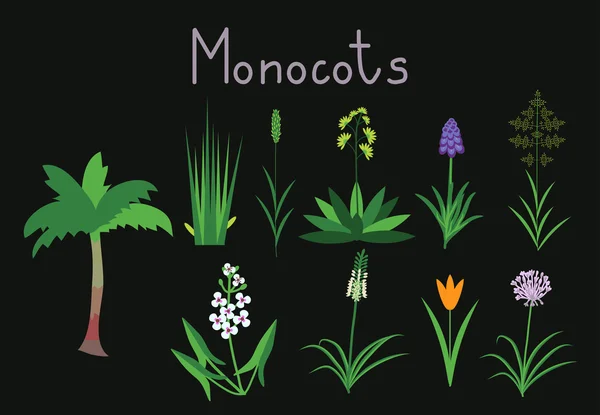 Exaples of monocots — Stock Vector