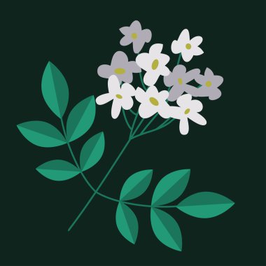 İzole çiçekli dal