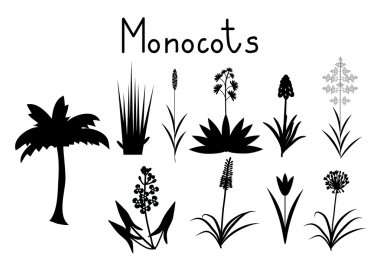 Monocots örnekleri