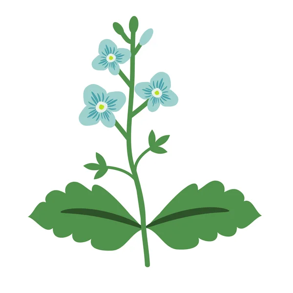 Вероніка ізольованих квітка — стоковий вектор
