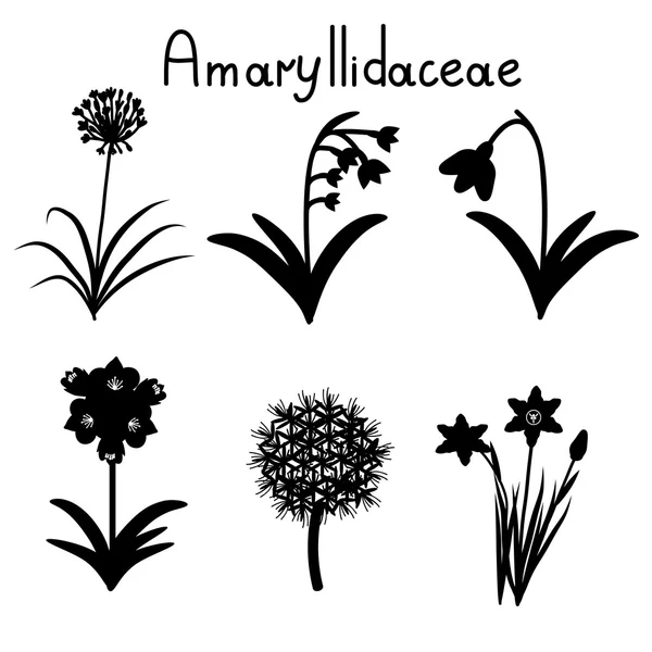 Amaryllidaceae plant family — Stock Vector