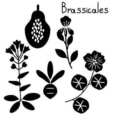 Brassicales bitki siparişi