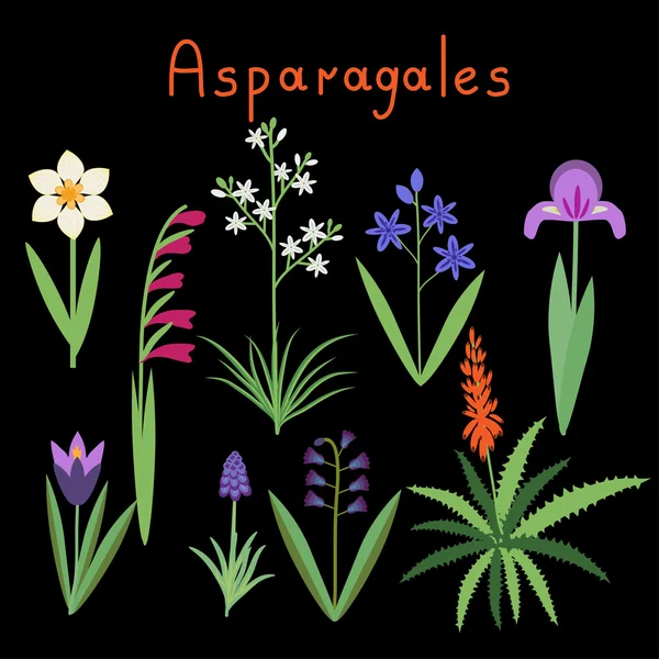 Asparagales plant order — Stock Vector