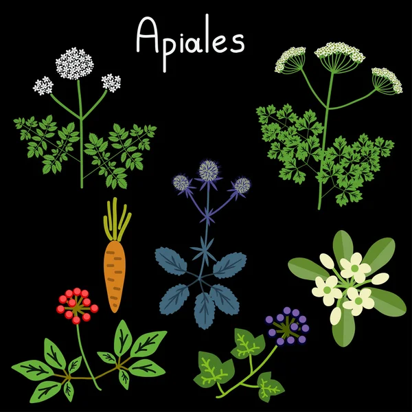 Apiales plant order — Stock Vector