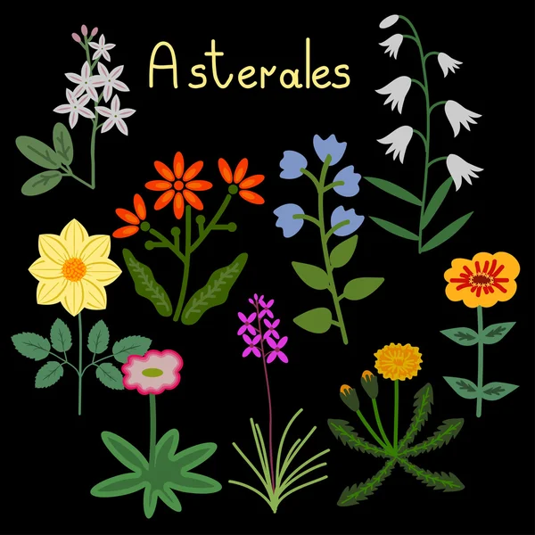 Asterales plant order — Stock Vector