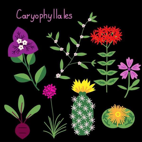 Caryophyllales plant order — Stock Vector