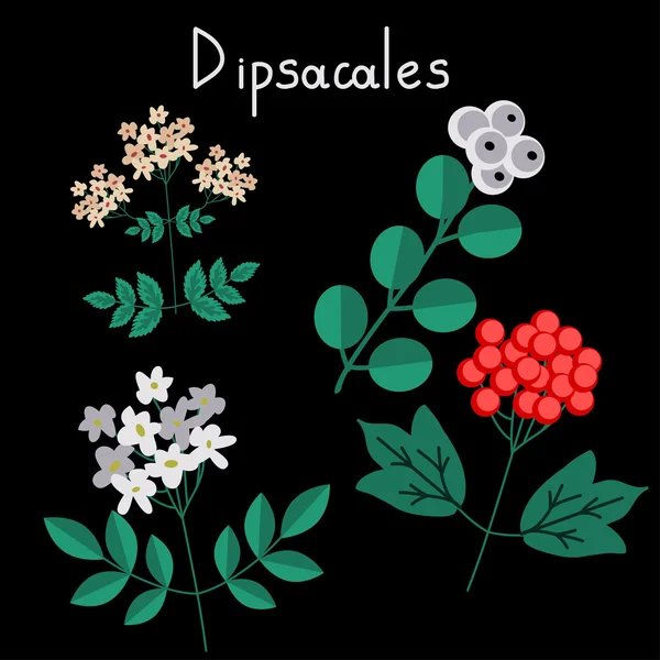 Dipsacales plant order — Stock Vector