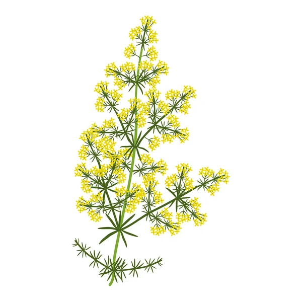 Galium verum plant — Stockvector