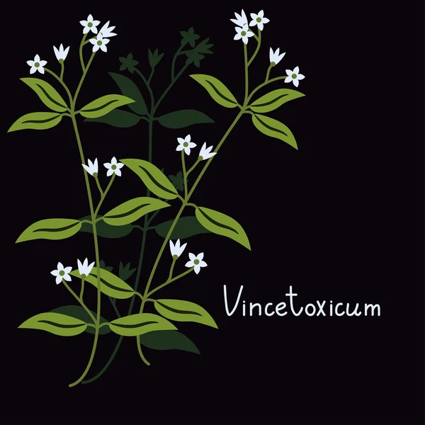 Vincetoxicum hirundinaria plant — Stock Vector