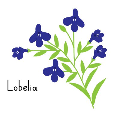 Lobelia şube illüstrasyon