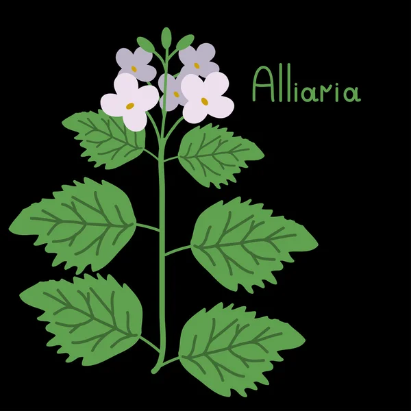 Vector alliaria illustration — Stock Vector