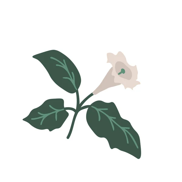 Izolált Datura Virág Vektor Illusztráció — Stock Vector